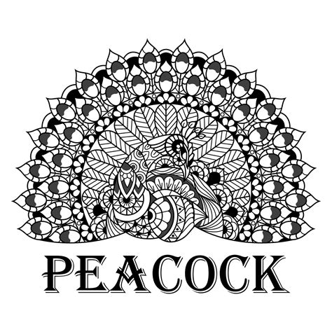 Peacock line art 11613530 Vector Art at Vecteezy