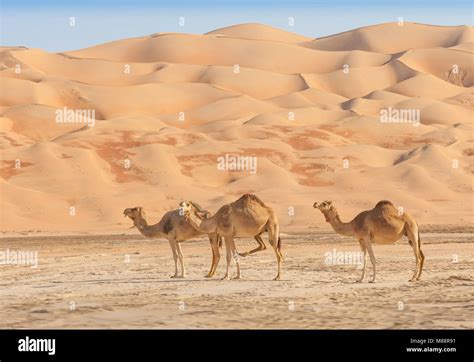 Camels in the Rub al Khali or Empty Quarter. Straddling Oman, Saudi Arabia, the UAE and Yemen ...