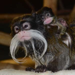 Emperor Tamarin Fact Sheet | racinezoo.org