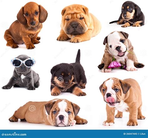 Puppies Of Different Breeds Royalty Free Stock Photo - Image: 26047445