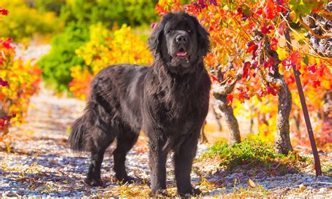 Is The Newfoundland A Good Breed Of Dog