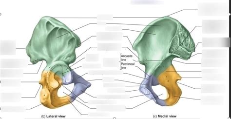 Coxal Bone Diagram | Quizlet