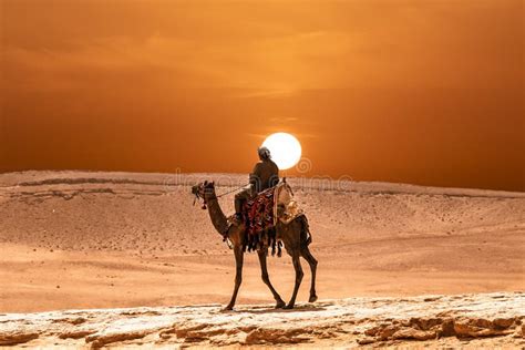 A Camel In The Desert At Sunset Stock Image - Image of animal, nature: 24156355