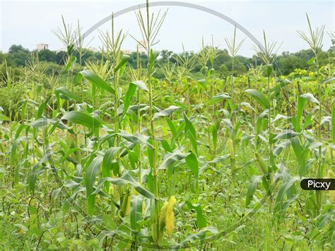 Image of Corn cultivation in farm land.-FH710464-Picxy