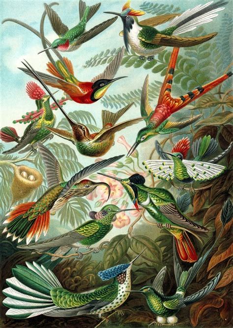 Birds of Paradise Illustration by Ernst Haeckel Print On Canvas, Wall – Vintage Frog