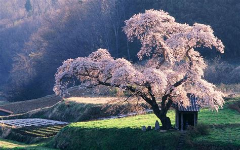 Cherry Blossom Tree - Trees Photo (19838737) - Fanpop