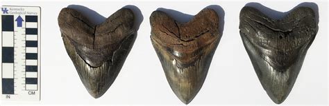 Fossil of the month: Megalodon teeth