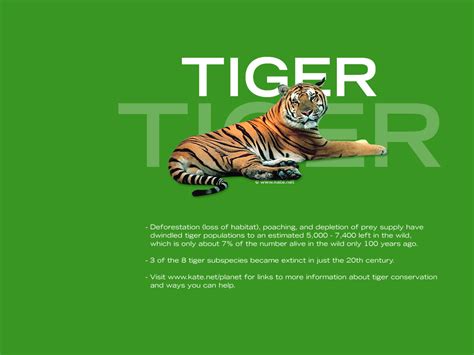 Tiger Conservation | Amazing Wallpapers