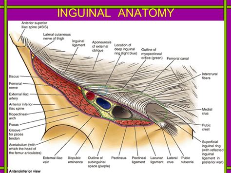 Hernia Remediation Coaching Letter: Session #4 – Holistic Hernia Remediation