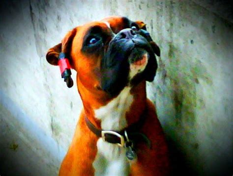 The Natural Boxer Ear - Page 2 - Boxer Forum : Boxer Breed Dog Forums