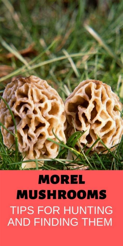 Morel Mushroom Hunting Secrets - Where to Look and How to Score Big