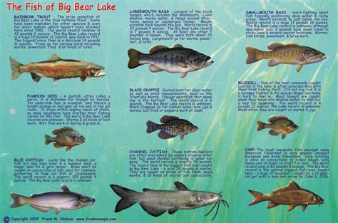 Big Bear Lake Fish Card – Franko Maps