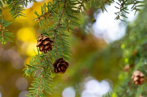 15 Shade Tolerant Evergreen Trees And Shrubs + Care Guides