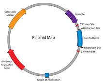 Plasmids 101: Origin of Replication