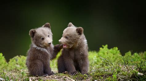 bear | Four rescued bear cubs set to be released in Pakke Tiger Reserve in Arunachal Pradesh ...