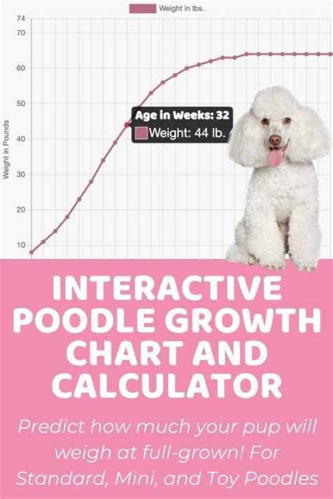 Poodle (Miniature) Archives - Puppy Weight Calculator