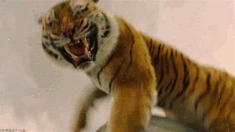 tiger gif on Tumblr