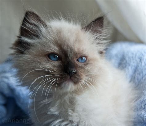 Ragdoll seal mitted | Ragdoll cat, Cute cats, Cats