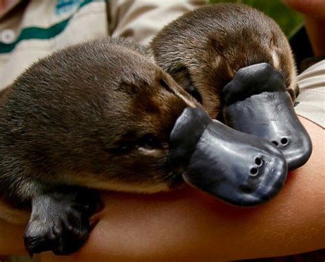 ** Beautiful platypuses. These quirky looking native Australian monotremes are adorable. | Baby ...