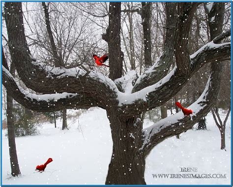 Download Free Desktop Winter Scene Screensaver - Winter Free Screen ...