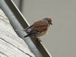 Common Linnet | Birds Wiki | Fandom