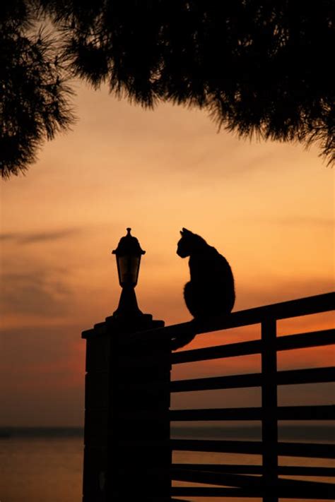 Silhouette of a Cat Sitting on a Fence at Sunset · Free Stock Photo