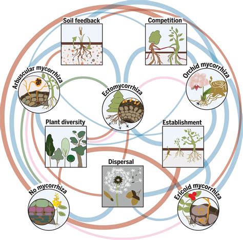 Review: How mycorrhizal associations drive plant population and ...