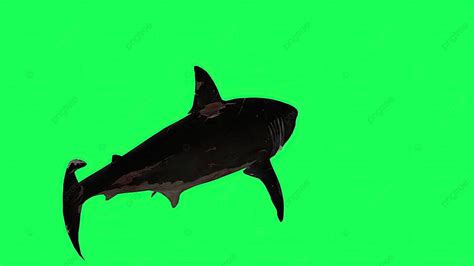 Shark In 3d Illustration Set Against A Green Screen Background Photo And Picture For Free ...