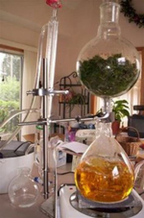 Essential Oil Making: Home Distillation | HubPages