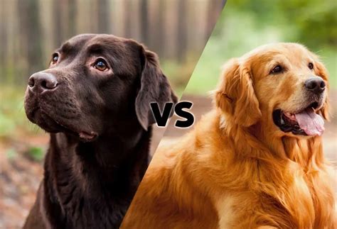 Whats The Difference Between Labs And Golden Retrievers