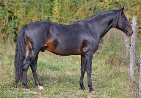 seal brown thoroughbred horses | Real Horse Colors and Equine Color Genetics | Horses, Horse ...