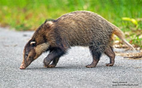 Hog badger (Arctonyx collaris) - a photo on Flickriver