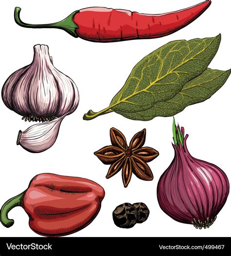 Cooking spices Royalty Free Vector Image - VectorStock