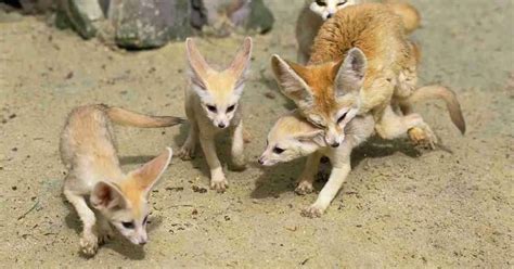 Fennec Fox Behavior - AnimalBehaviorCorner