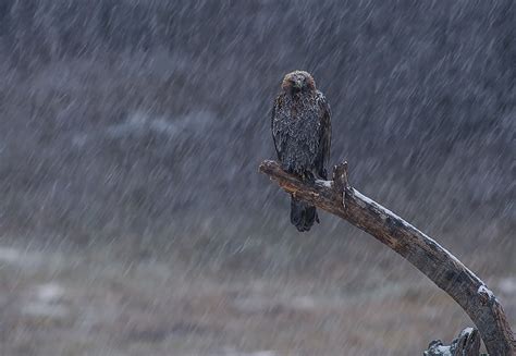 HD wallpaper: nature, birds, snow, eagle | Wallpaper Flare