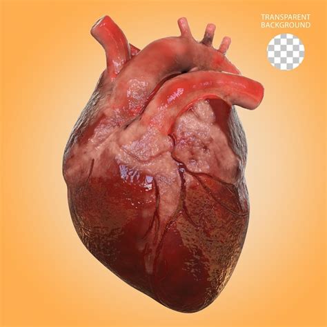 Premium PSD | Human heart realistic medical isolated 3d rendered illustration