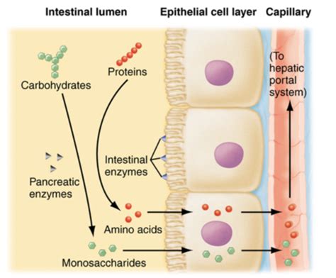 Block 6: Small Intestine Epithelium and Protein Digestion/Absorption Flashcards | Quizlet
