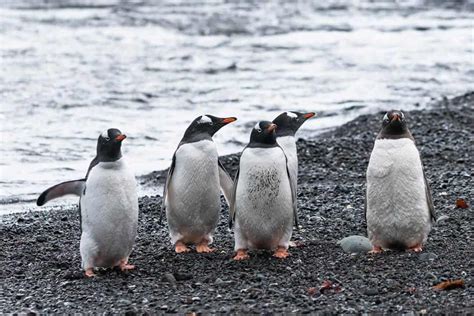 Incredible Encounters With The Wildlife In Antarctica - NOMADasaurus Adventure Travel Blog