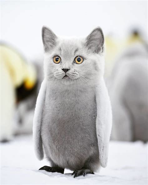 a grey cat standing on top of snow covered ground