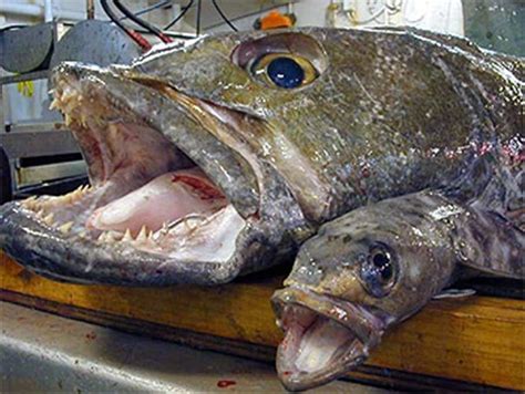 Russia triggers toothfish conflict between US and UK over catch quotas ...