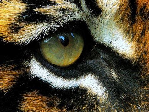 Tiger Eye Close-up | Animal close up, Tiger pictures, Eye close up