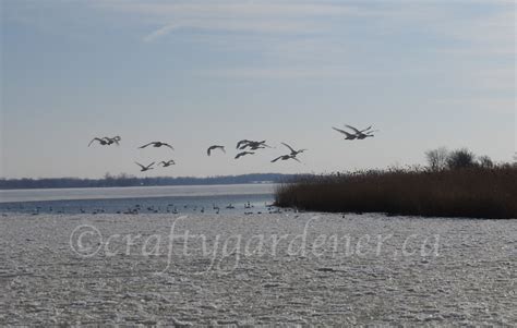 Swans in Flight - craftygardener.ca