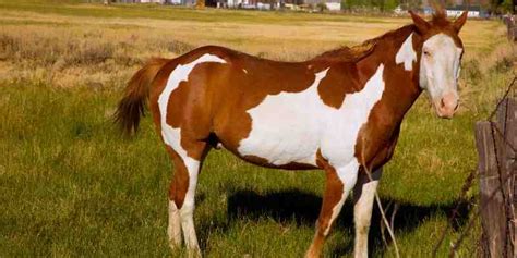 121+ Pinto Horse Names - Great Name Ideas - Equine Desire