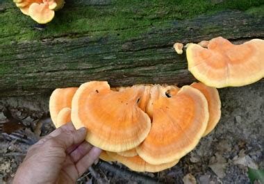 Chicken Of The Woods Identification: Pictures, Habitat, Season & Spore ...