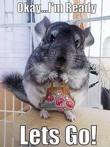 43 Chinchilla Memes :> ideas | chinchilla, chinchilla cute, chinchilla pet