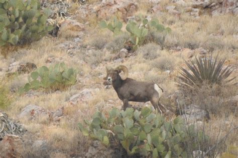 New Mexico releases Wildlife Corridors Action Plan — Wildlands Network