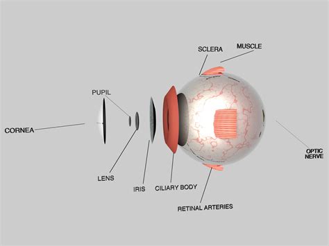 Human Eye Cross Section Eyeball 3D Model $55 - .x .wrl .stl .obj .fbx .dxf .dae .c4d .3ds .3dm ...