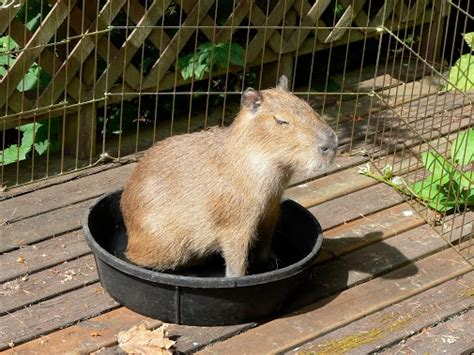 Can You Own a Capybara As A Pet In Michigan?