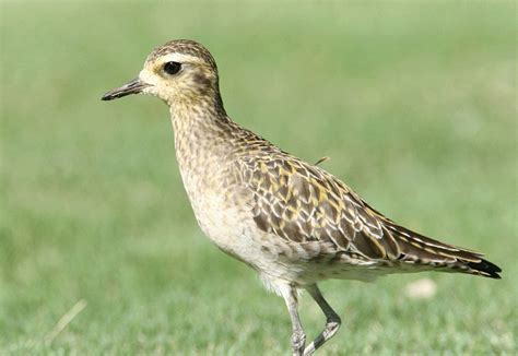 Bill Hubick Photography - American Golden-Plover (Pluvialis dominica)