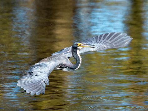 Great Blue Heron wingspan Photograph by Bill Obermeier - Fine Art America